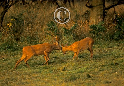Roe Deer Buck and Doe DM0632